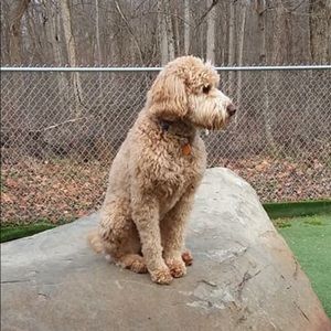 Meet your Posher, Dawson